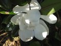 vignette Magnolia grandiflora Exmouth et ses trs grandes fleurs au 17 06 09