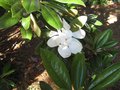 vignette Magnolia grandiflora Exmouth et ses trs grandes fleurs et feuilles au 17 06 09