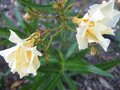 vignette Nerium oleander luteum plenum au 17 06 09