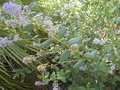 vignette Ceanothus arboreus trewithen blue au 17 06 09