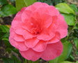 vignette Camlia, Camellia  floraison tardive  identifier