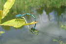 vignette Agrion jouvencelle ' Coenagrion puella ' en cur copulatoire , libellules