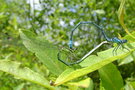 vignette Agrion jouvencelle ' Coenagrion puella ' en cur copulatoire , libellules