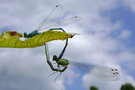 vignette Agrion jouvencelle ' Coenagrion puella ' en cur copulatoire , libellules