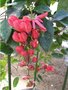 vignette Passiflora racemosa 
