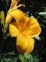 vignette Hemerocallis jaune