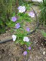 vignette Brunfelsia pauciflora