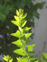 vignette Mimosa couteau, Acacia cultriformis