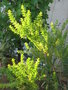 vignette Mimosa couteau, Acacia cultriformis