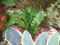 vignette asplenium scolopendrium angustatum=langue de boeuf