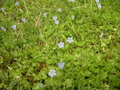 vignette Wahlenbergia hederacea - Wahlenbergie ou Campanille  feuilles de lierre