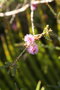 vignette Melaleuca gibbosa 20090615 fleurs