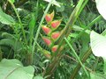 vignette Heliconia sp.  - Parque Nacional Cahuita