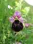 vignette Ophrys