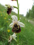 vignette Ophrys