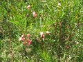 vignette Boronia heterophylla toujours la au 20 06 09