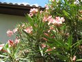 vignette Nerium oleander fleur rose simple au 20 06 09
