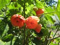 vignette Abutilon thompsonii gros plan au 20 06 09