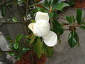 vignette Magnolia grandiflora praecox (Goliath)
