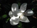 vignette Magnolia grandiflora Exmouth dans l'ombre au 20 06 09