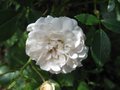 vignette Rosier buisson petite fleur blanche au 20 06 09