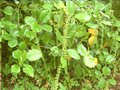 vignette Itea illicifolia au 20 06 09