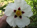 vignette CisTus aguilari maculata et ses magnifiques fleurs toujours la au 20 06 09