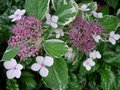 vignette hydrangea  macrophylla 'Tricolor'