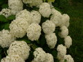 vignette hydrangea  arborescens annabelle