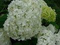 vignette hydrangea arborescens annabelle