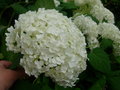 vignette hydrangea arb. annabelle