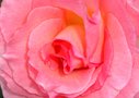 vignette coeur de rose rose