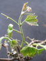vignette Vitis flexuosa parvifolia