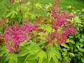 vignette filipendula