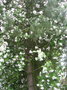 vignette rosier liane dans un pin
