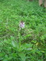 vignette orchide dactylorhiza