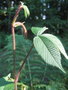 vignette Rubus splendidissimus