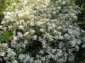 vignette Olearia oleifolia wakariensis  au 22 06 09