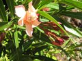 vignette Nerium oleander provence au 22 06 09