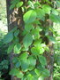 vignette Rhus aromatica illinoensis