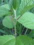 vignette Urticaceae CHBO7.CHcol pianma