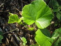 vignette Rubus irenaeus