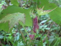 vignette Rubus peltatus