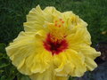 vignette Hibiscus jaune coeur rouge