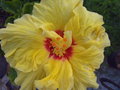 vignette Hibiscus jaune coeur rouge