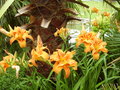 vignette Hemerocallis 'kwanso'