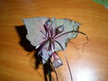 vignette orchide noire, tacca chantrierei, fleur chauve souris