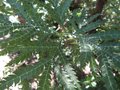 vignette Lyonothamnus asplenifolius gros plan des feuilles au 23 06 09
