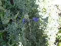 vignette Salvia jamensis ardoise bleue au 23 06 09