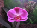 vignette Phalaenopsis hybride
